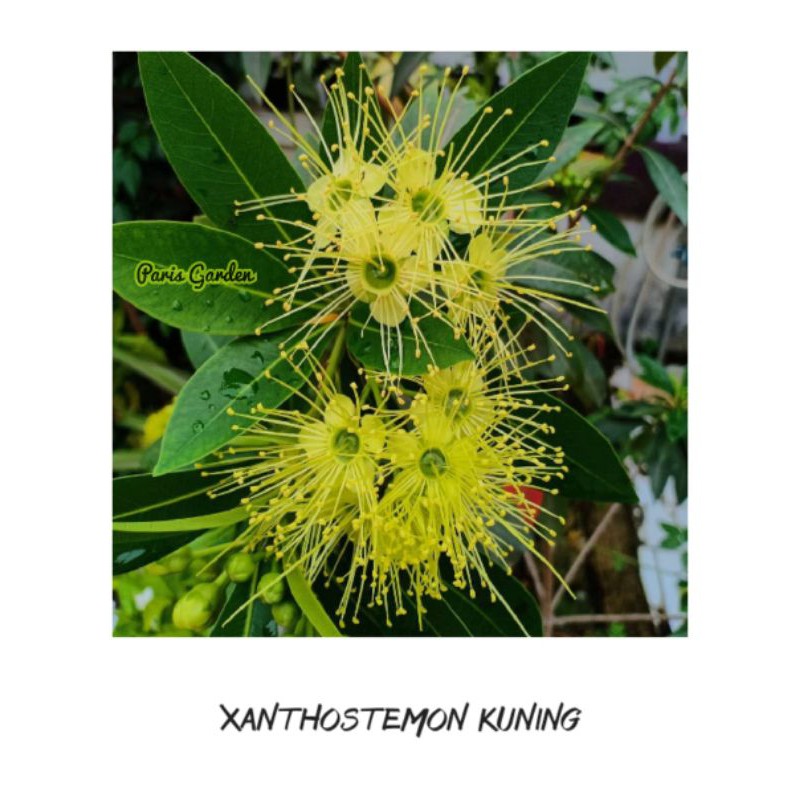 TERBATAS  TANAMAN BUNGA SANTOS LEMON TINGGI +40 CM - TANAMAN HIAS SANTOS LEMON KUNING