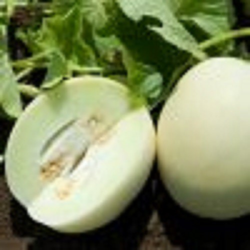 Benih Bibit Melon Honeydew White - 5 Benih