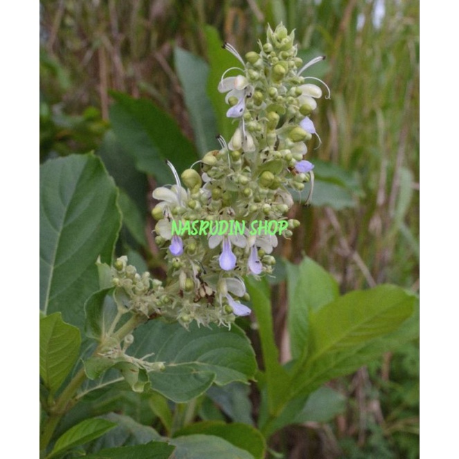 

DAUN SENGGUGU SEGAR / SINGGUGU / ROTHECA SERRATA / SIMAR BUANGKUDU / TANJAU HANDAK / KERTASE