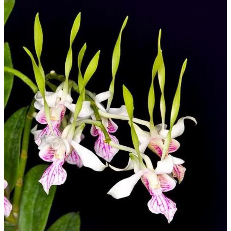 seedling  dendrobium antenatum