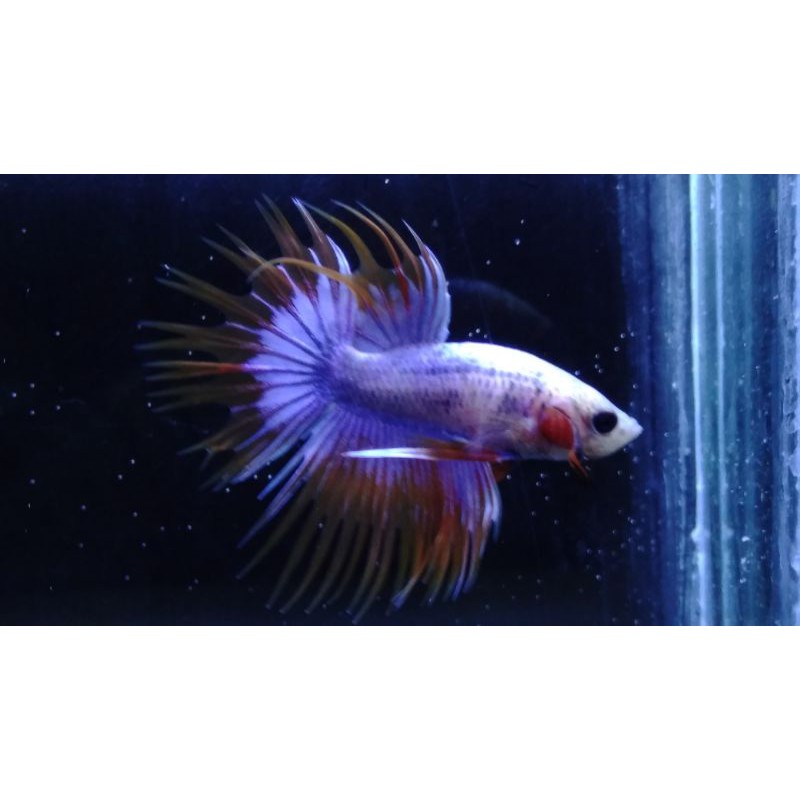 ikan cupang hias crowntail serit #CT11