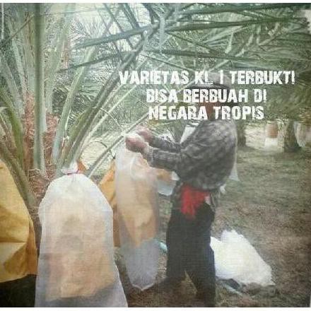 C5T Ju4L Kurma Tropis Bibit Benih Varietas Unggul Hibrida Kolak One Kl1