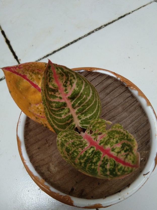 Bibit Aglonema Legacy Mangkok 2-3 Daun