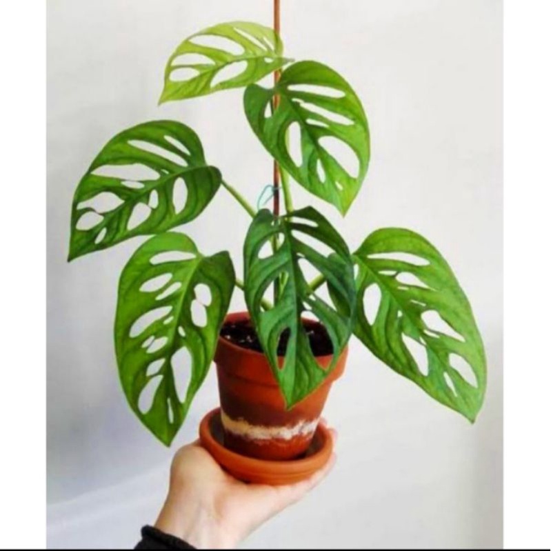 tanaman janda bolong 4-5 daun