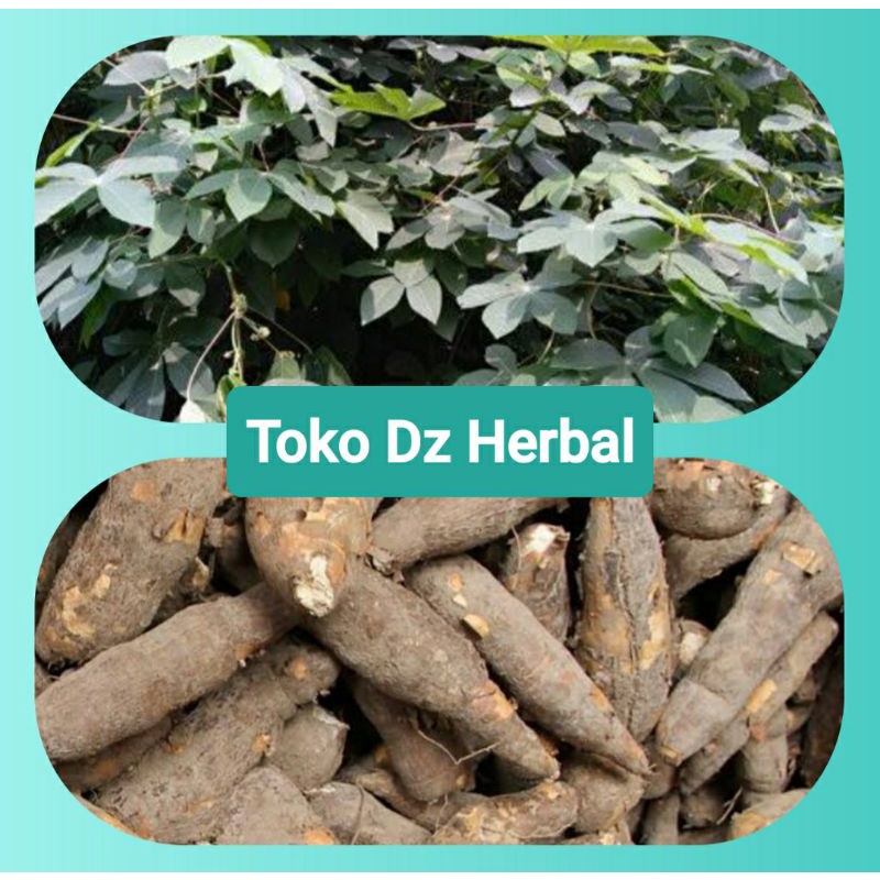 

Umbi singkong karet segar 500 gram-az