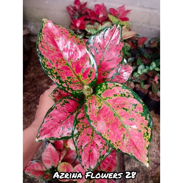 Aglonema Dut Red Anjamani Special Jumbo/Aglonema Dut Anjamani Besar
