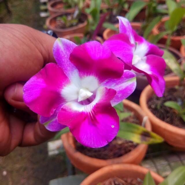 Dendrobium mini king dragon dewasa