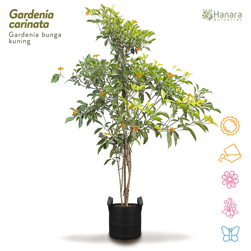 Gardenia carinata - Gardenia bunga kuning - pohon instan/instant tree