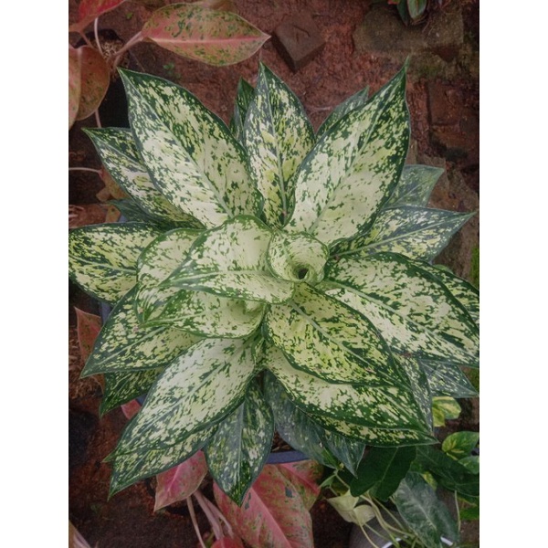 aglonema snow white Rumpun