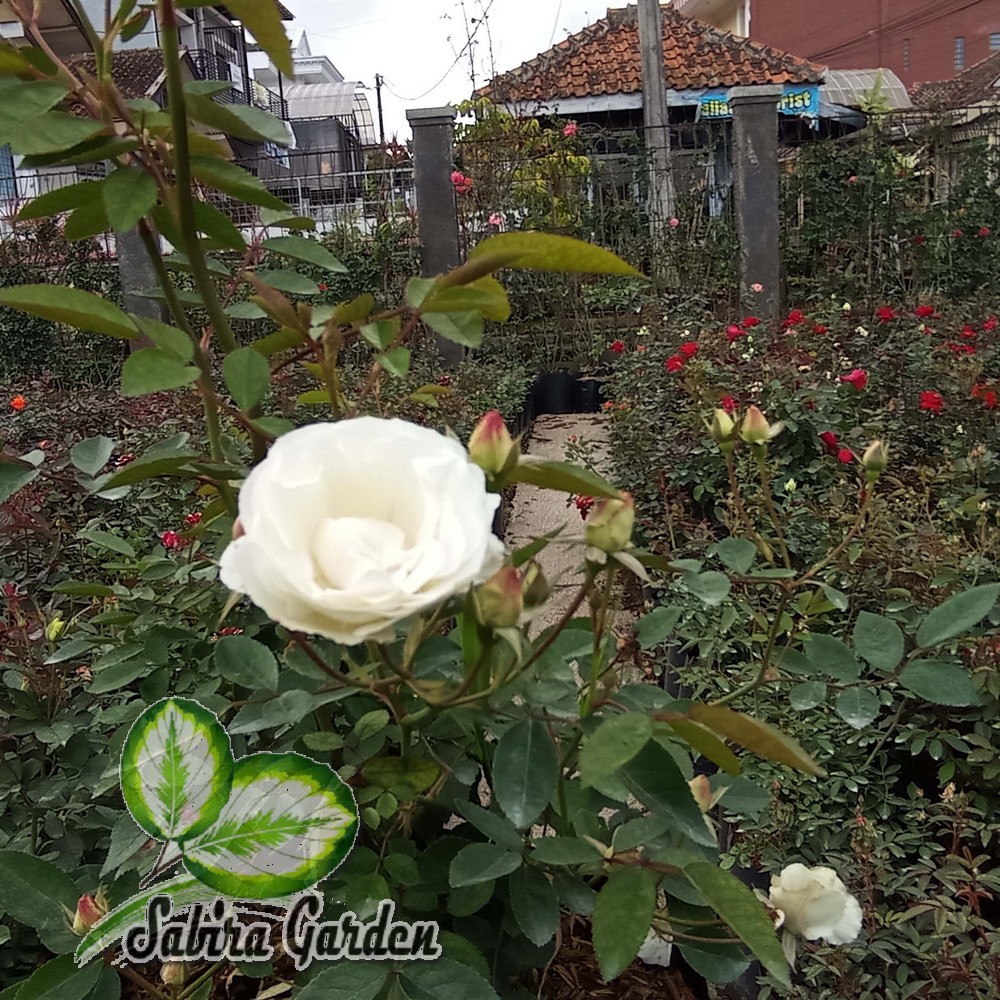 Mawar baby rambat putih -TANAMAN HIDUP