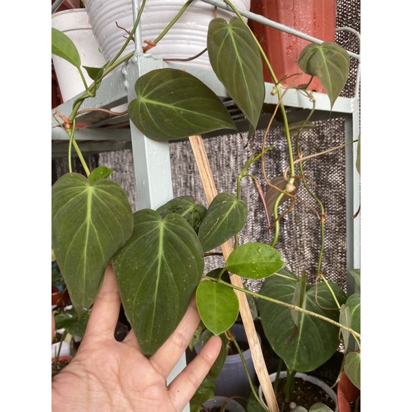 PHILODENDRON MICANS - BUKAN  PHILODENDRON MELANO - SIRIH - PHILO MICAN Sirih gading murah