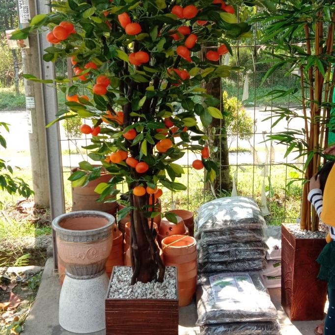 pohon jeruk plastik, pohon artificial tinggi 2 meter