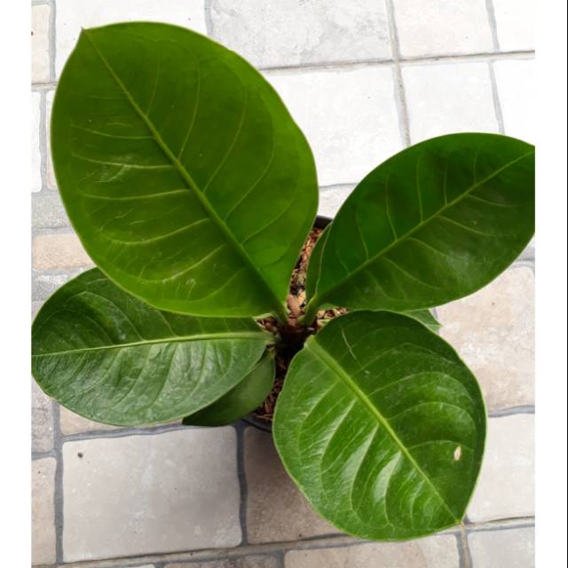 JEMANI Mangkok Remaja