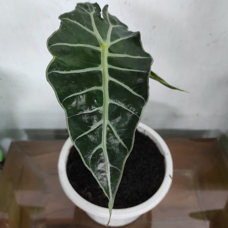 alokasia parasol jumbo anakan