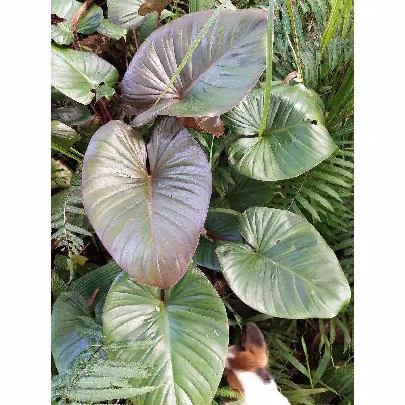 tanaman hias keladi homalomena rubeces red/merah kehitaman