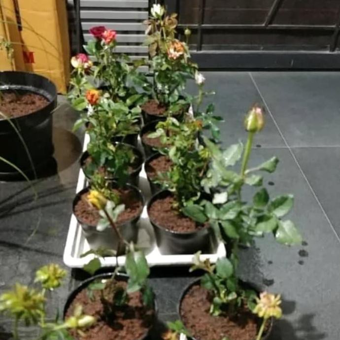 BIBIT TANAMAN BUNGA MAWAR PINK/MAWAR RAMBAT WANGI LAPAK TERBAIK