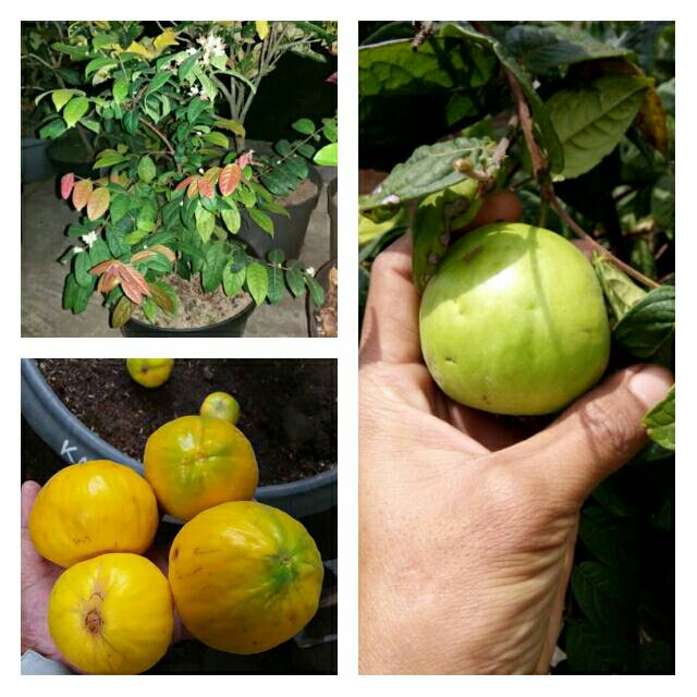 bibit buah araza