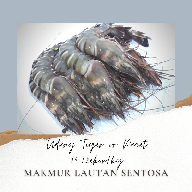 

Udang Tiger / Pacet / Pancet Size 10-12/Kg
