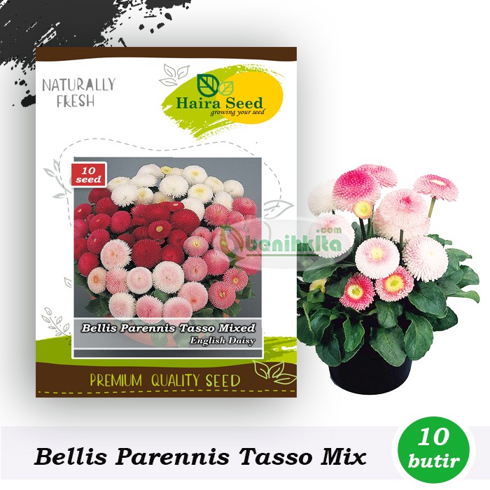 Benih-Bibit Bunga English Daisy Bellis Tasso Mix (Haira Seed)