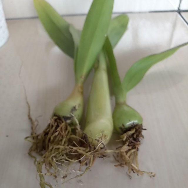 Jual Bibit Anggrek Hutan Liar