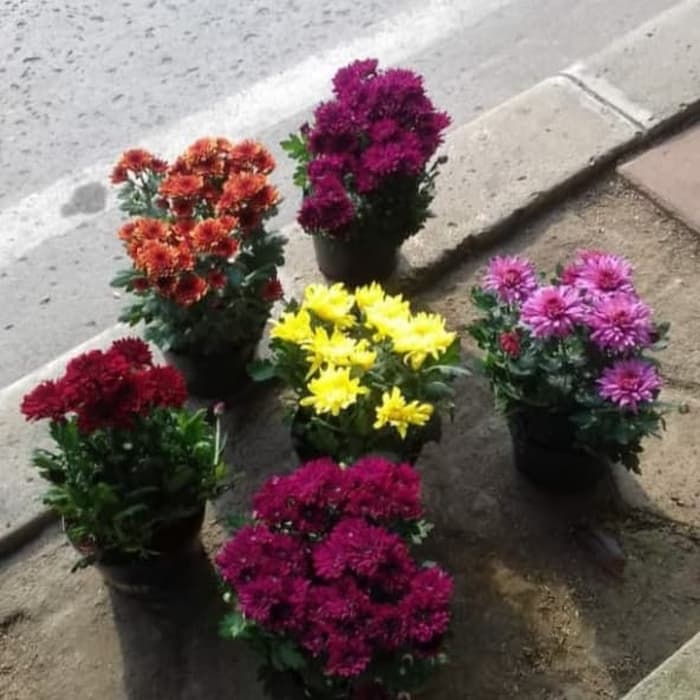 PAKET 6 TANAMAN BUNGA KRISAN KUALITAS 1 COD BUNGA ASTER COD TANAMAN HIAS HIDUP ASLI