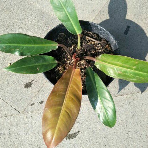 Philodendron Orange Juice