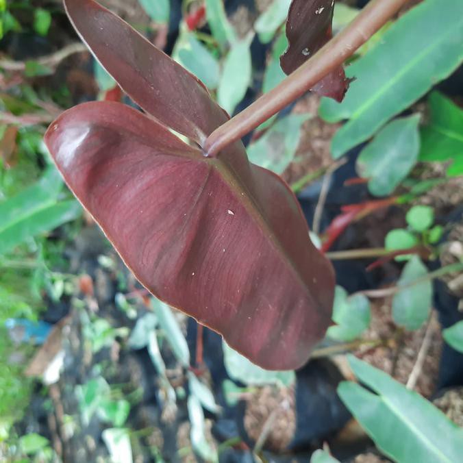 Tanaman Hias Philodendron Atabapoense