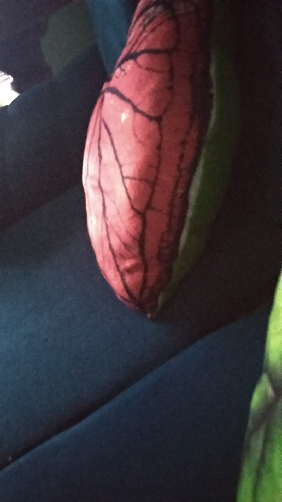 Kain Batik Solo Motif Encim Printing