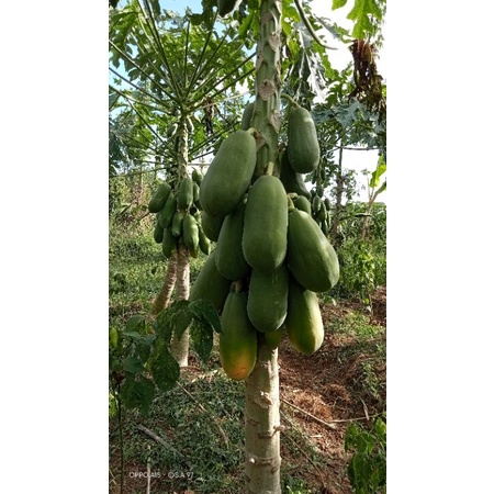 BIBIT UNGGULAN PEPAYA CALIFORNIA