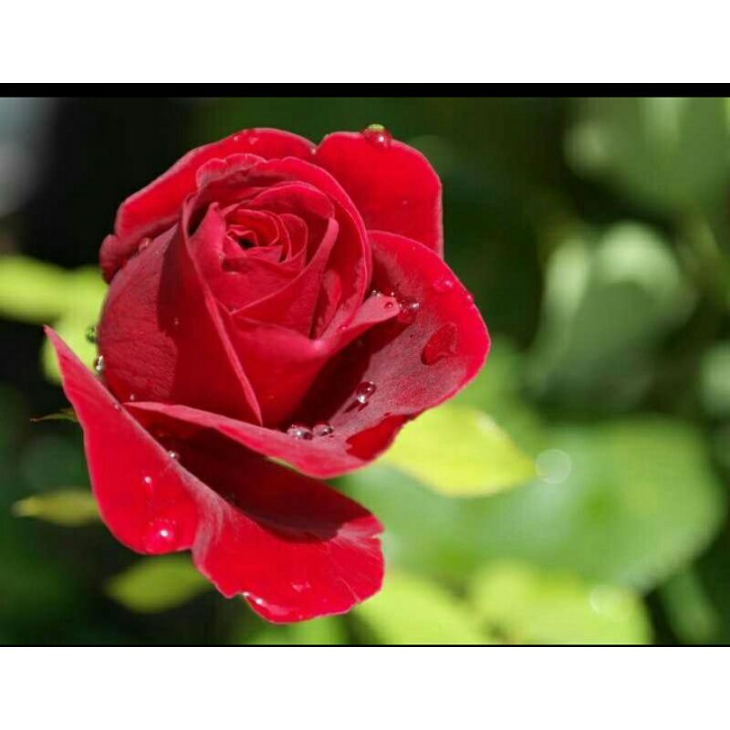 Bibit bunga mawar stek