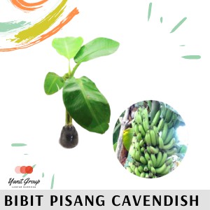 Bibit Pohon Pisang Cavendish