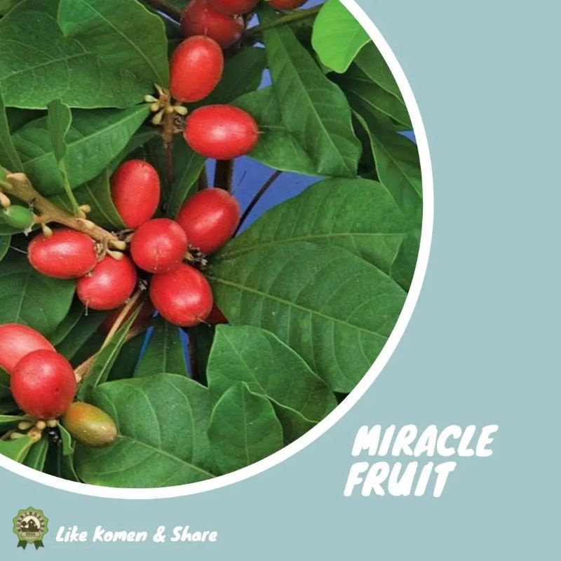 Bibit Buah Ajaib Miracle Fruit