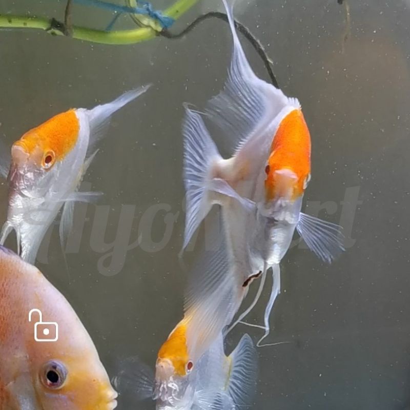 Ikan Hias akuarium Angelfish Manfish RCA Red Cap Albino grade pilihan SUPER QUALITY