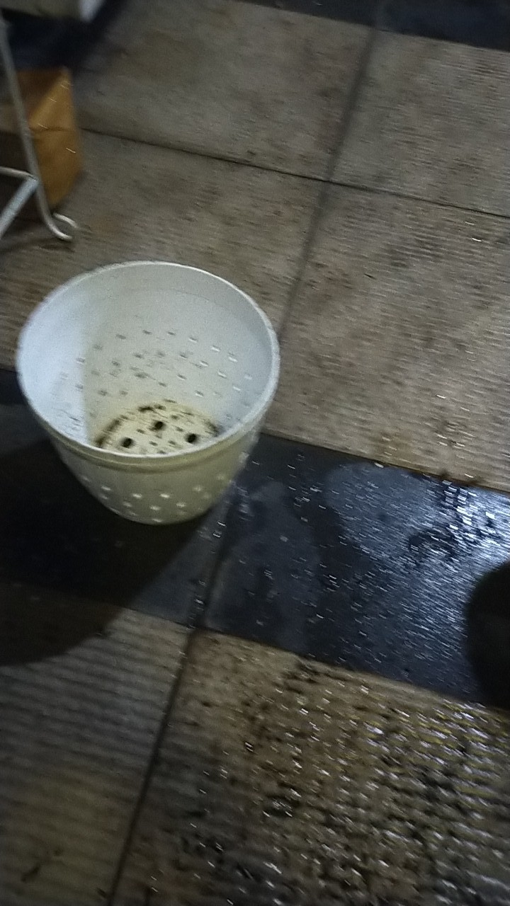 Bonggol Bunga Aglonema Golden Hope