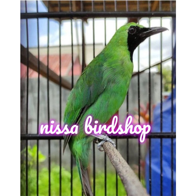 burung cucak ijo gacoran jinak