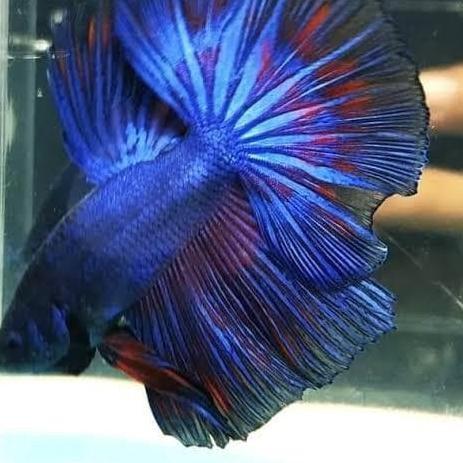 hiasi akuarium cupang slayer halfmoon warna warni