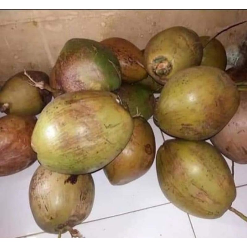 

Kelapa kopyor genjah buah asli pati rasa manis mantap
