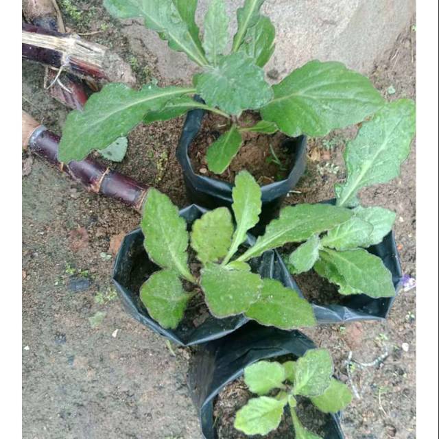 Tanaman herbal daun dewa bibit tanaman daun dewa