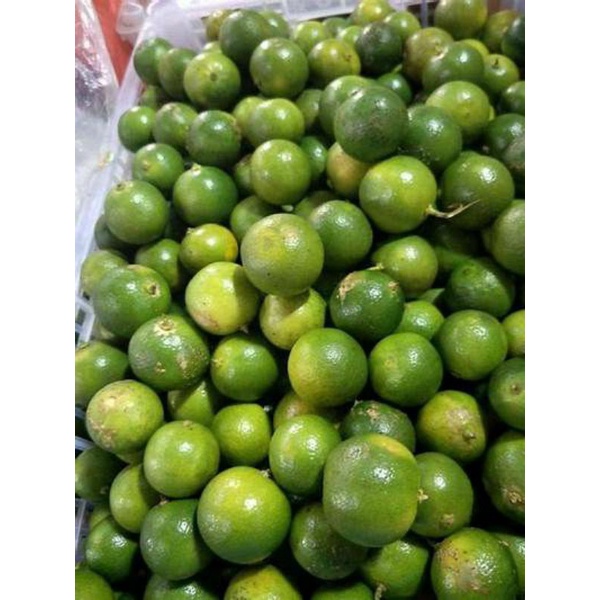 

jeruk sonkit/lemon cui/kietna/ kasturi paket 10 kg