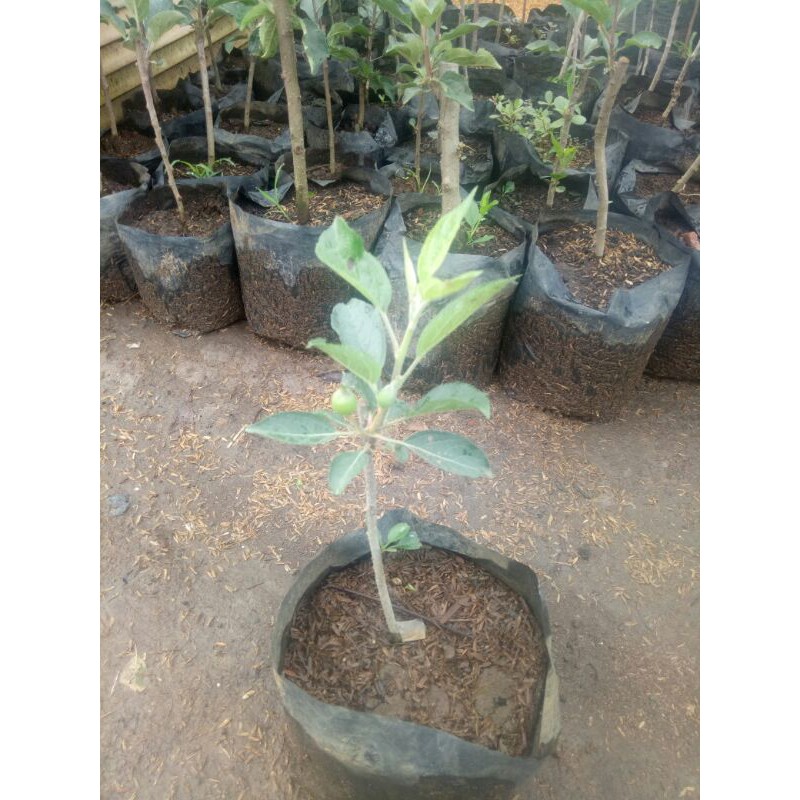 bibit apel (sudah berbuah)