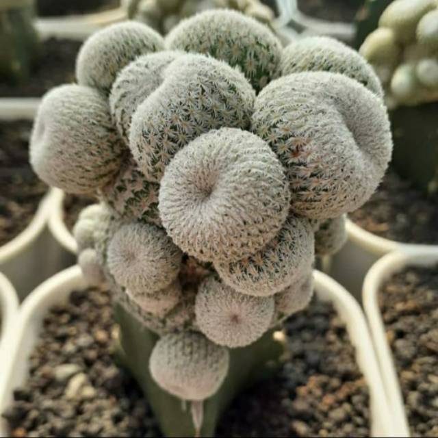 Kaktus import grafting 1600