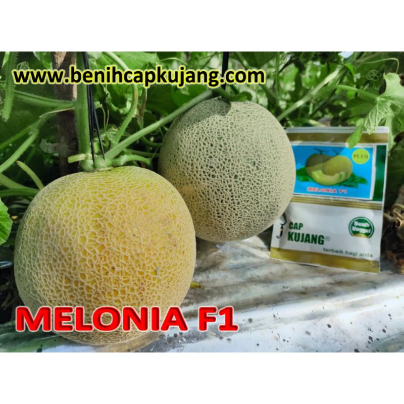 Benih Melon Hibrida  MELONIA F1 Cap Kujang