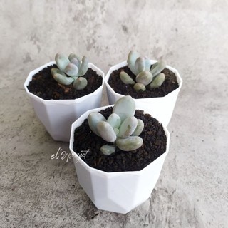 tanaman hias succulent sukulen moon stone dan pot Kotak tanaman hias succulent sukulen moon stone dan pot Kotak