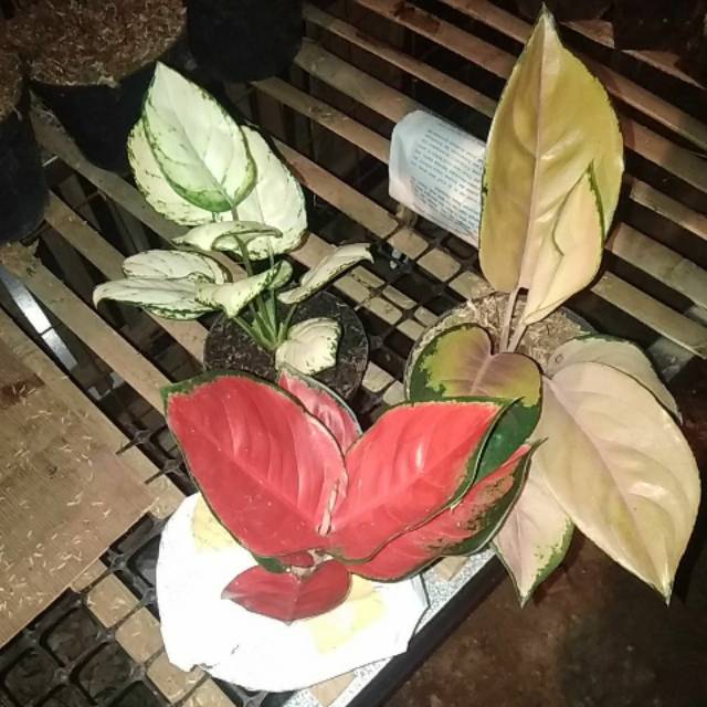 Tanaman Aglonema cantik. Paketan 3 barng langka.