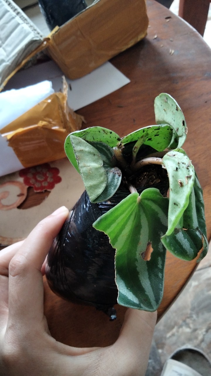 Tanaman Hias Paperomia Watermelon Semangka