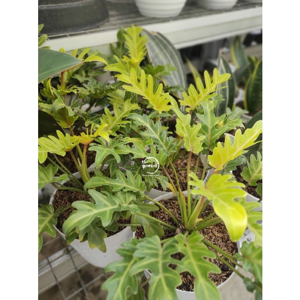 Philodendron Xanadu / Philo Xanadu / Philodendron