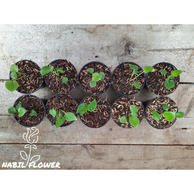 Tanaman Hias 10 pcs Bibit Anthurium Brownii / Corong Lis merah