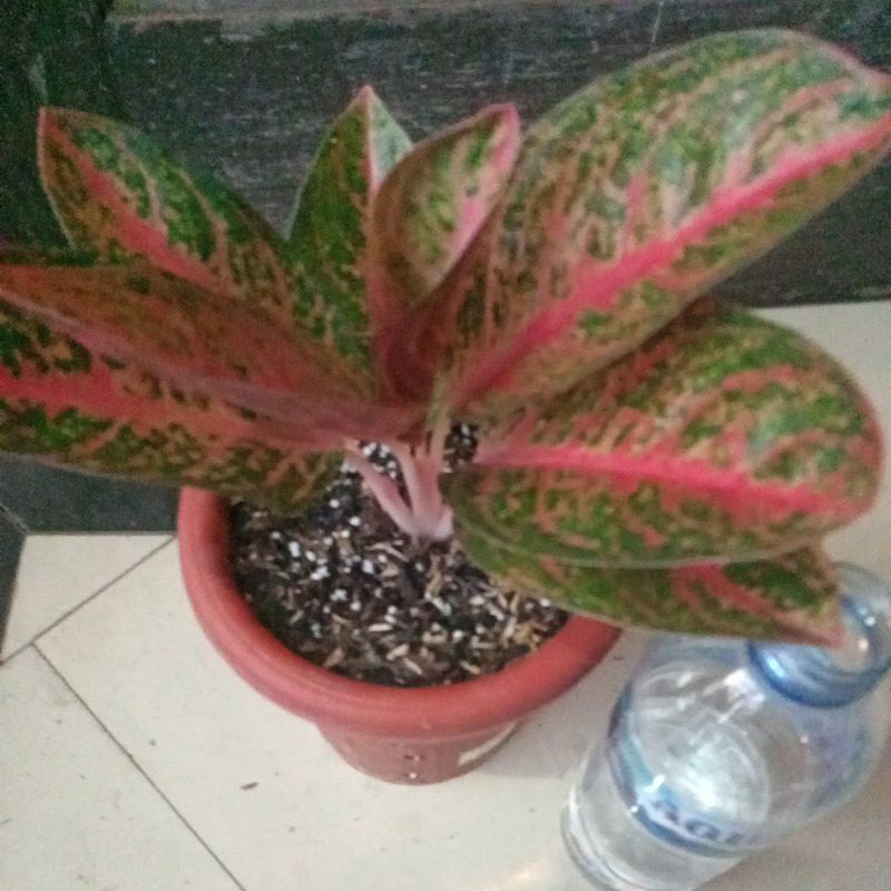 aglonema Kendedes gede pot yogap 13