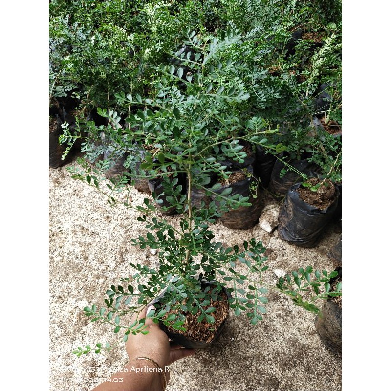 bibit bonsai kawista batu hasil semai biji