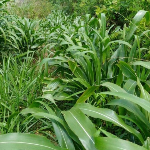 Bibit stek rumput Guatemala